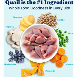 Solid Gold Sensitive Stomach Quail & Pumpkin Grain-Free Dry Cat Food, 3-lb bag
