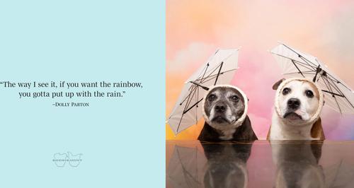 Show full view: Sookie & Ivy Every Day is a Celebration slide 4 of 5