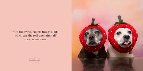 Show full view: Sookie & Ivy Every Day is a Celebration slide 2 of 5