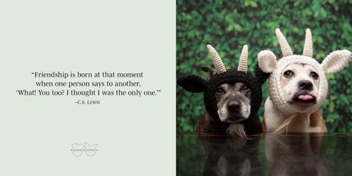 Show full view: Sookie & Ivy Friends Forever slide 4 of 5