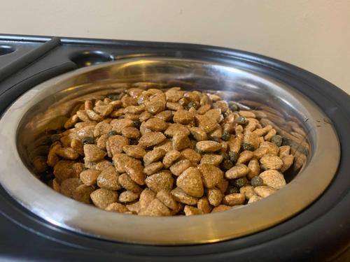 Show full view: BuddyRest Wild Alaskan Salmon Oil Dog Supplement, 16-fl oz bottle slide 5 of 6