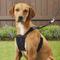 Show in main carousel: Sporn Comfort Training Mesh No Pull Dog Harness, Black, Large/X-Large: 16 to 24-in neck slide 6 of 11