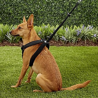Sporn Comfort Training Mesh No Pull Dog Harness, Black, Medium: 12 to 17-in neck slide 6 of 6