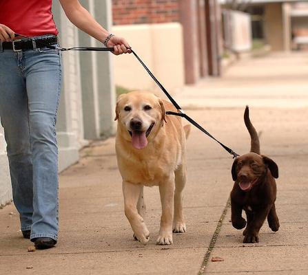 Show full view: Sporn Double Dog Leash, Black, Medium/Large: 5-ft long, 5/8-in wide slide 3 of 7