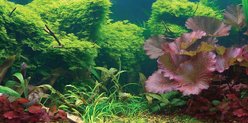 Aquatic Creations Static Cling Tropical Aquarium Background, Small