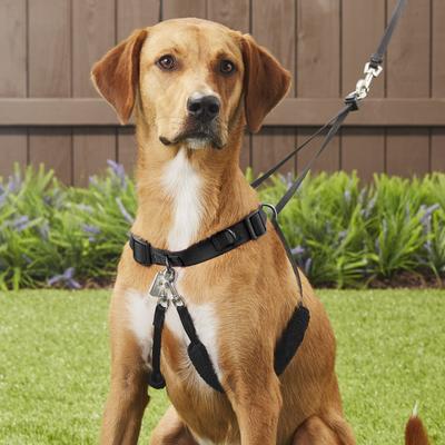 Show full view: Sporn Original No Pull Training Halter Dog Harness, Black, X-Large: 23 to 33-in neck slide 6 of 11
