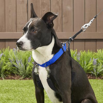 Show full view: Sporn Original No Pull Training Halter Dog Harness, Blue, Medium: 12 to 17-in neck slide 7 of 12