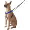 Show in main carousel: Sporn Original No Pull Training Halter Dog Harness, Blue, X-Large: 23 to 33-in neck slide 4 of 12