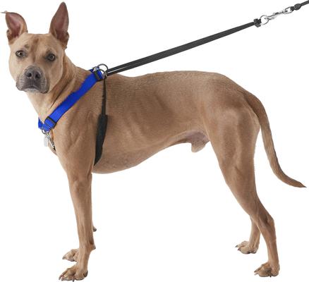 Show full view: Sporn Original No Pull Training Halter Dog Harness, Blue, X-Large: 23 to 33-in neck slide 6 of 12