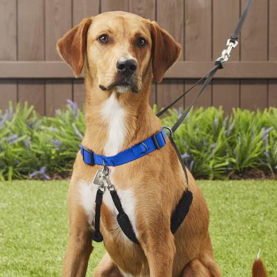 Show full view: Sporn Original No Pull Training Halter Dog Harness, Blue, X-Large: 23 to 33-in neck slide 7 of 12