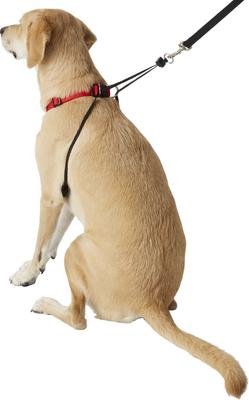 Show full view: Sporn Original No Pull Training Halter Dog Harness, Red, Large: 16 to 24-in neck slide 4 of 11