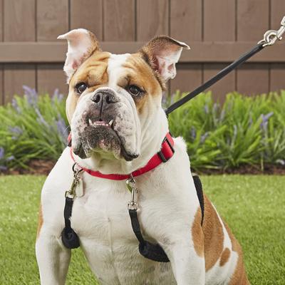 Show full view: Sporn Original No Pull Training Halter Dog Harness, Red, Large: 16 to 24-in neck slide 6 of 11