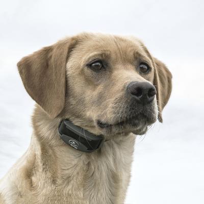 Show full view: SportDOG FieldTrainer 425X Remote Training Dog Shock Collar slide 5 of 8