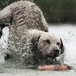 Show in main carousel: SportDOG FieldTrainer 425XS Waterproof Stubborn Dog Shock E-Collar slide 7 of 9