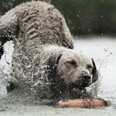 Show full view: SportDOG FieldTrainer 425XS Waterproof Stubborn Dog Shock E-Collar slide 7 of 9