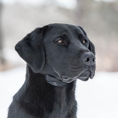 Show full view: SportDOG NoBark 10 Standard Waterproof Rechargeable Dog Bark Shock Collar slide 8 of 9