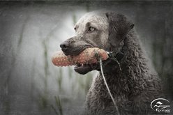 SportDOG Regular Plastic Dog Training Dummy, Orange slide 2 of 3