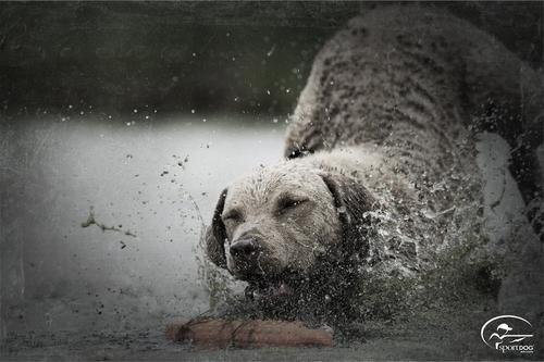 Show full view: SportDOG Regular Plastic Dog Training Dummy, Orange slide 4 of 7