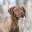 Show in main carousel: SportDOG SportTrainer 575E Remote Training Dog Collar slide 6 of 7