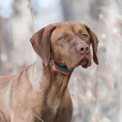 Show full view: SportDOG SportTrainer 575E Remote Training Dog Collar slide 7 of 8