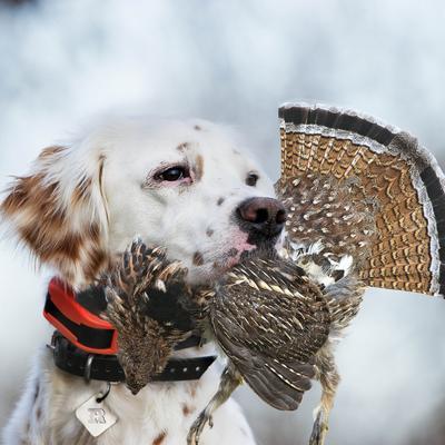 Show full view: SportDOG UplandHunter 1875 Training Dog Collar slide 5 of 7