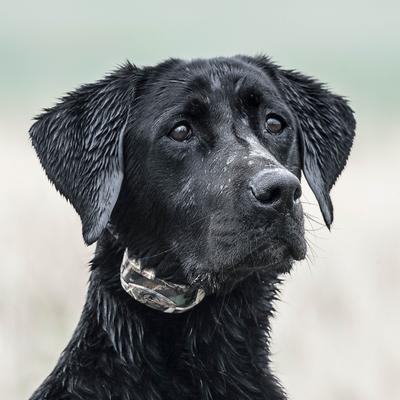 Show full view: SportDOG WetlandHunter 425X Remote Training Dog Shock Collar slide 6 of 7