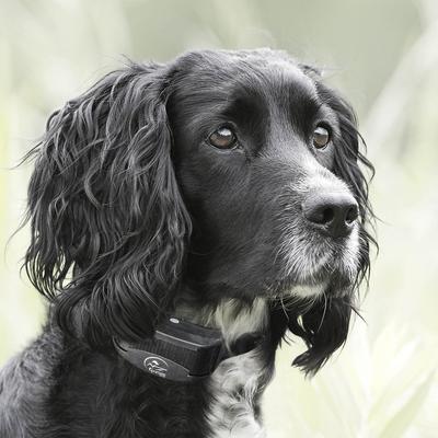 Show full view: SportDOG YardTrainer 100 Waterproof Dog Training Shock Collar slide 6 of 7