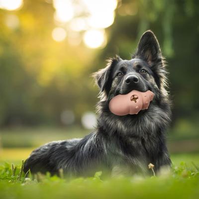 Show full view: Spot Love The Conch Shell Dog Toy, Assorted, 5.5-in slide 5 of 5