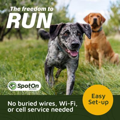 Show full view: SpotOn Fence Wireless GPS Dog Fence System, Grey, Small: 10 to 12-in neck, 1-in wide slide 2 of 9