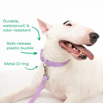 Show full view: Springland Nylon Wateproof Dog Collar, Lilac, Small: 8 to 10-in neck, 3/4-in wide slide 4 of 8