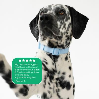 Show full view: Springland Nylon Wateproof Dog Collar, Sky Blue, Small: 8 to 10-in neck, 3/4-in wide slide 5 of 6