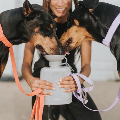 Show full view: Springland Travel Dog Bottle, Gray, 44-oz slide 4 of 10