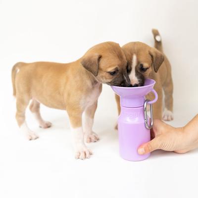 Show full view: Springland Travel Dog Bottle, Lilac, 15-oz slide 8 of 10