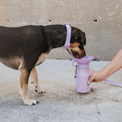 Show full view: Springland Travel Dog Bottle, Lilac, 15-oz slide 6 of 10