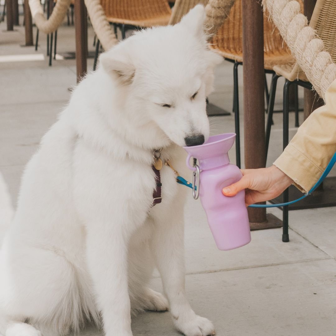 SPRINGLAND Travel Dog Bottle, Lilac, 22-oz - Chewy.com