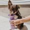 Show in main carousel: Springland Travel Dog Bottle, Lilac, 22-oz slide 7 of 11