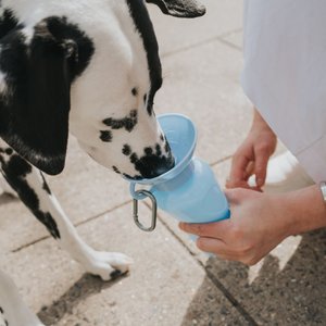 Springer Travel Dog Bottle, Sky Blue, 22-oz