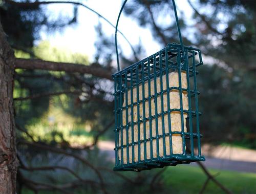 Show full view: St. Albans Bay Suet Plus Wild Bird Blend Suet Wild Bird Food, case of 12 slide 5 of 8