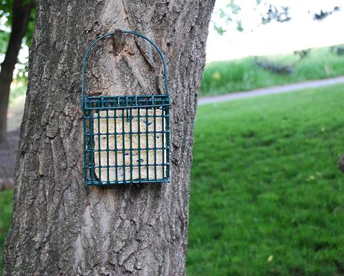 Show full view: St. Albans Bay Suet Plus Woodpecker Blend Suet Wild Bird Food, case of 12 slide 5 of 8