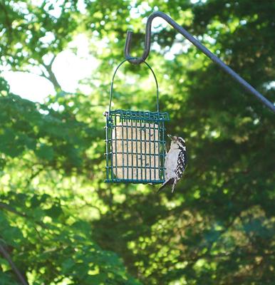 Show full view: St. Albans Bay Suet Plus Woodpecker Blend Suet Wild Bird Food, case of 12 slide 6 of 8