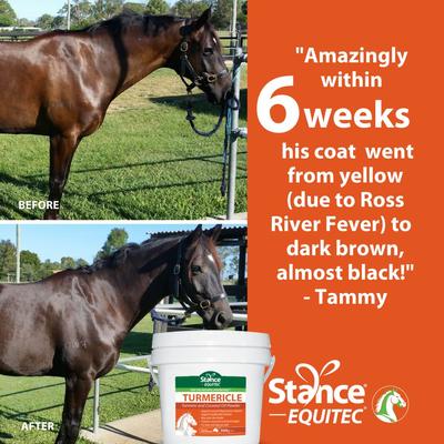 Show full view: Stance Equitec USA Turmericle Horse Supplement, 5-lbs slide 4 of 6