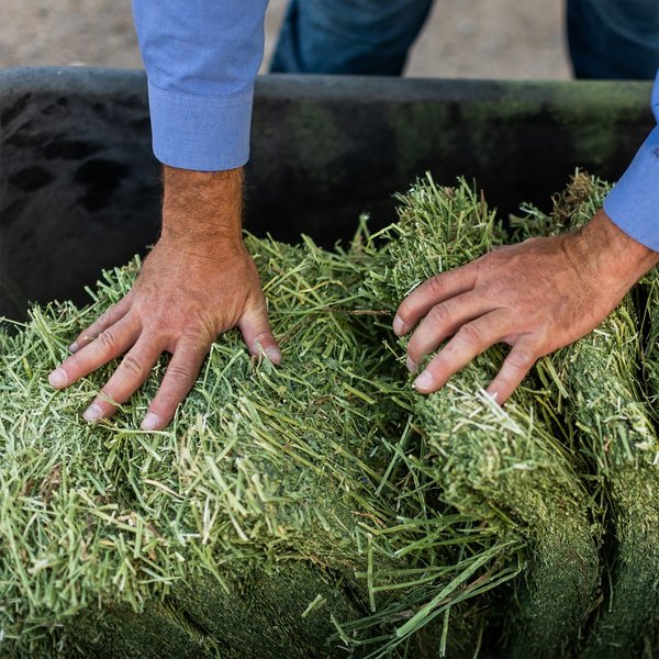 Show full view: Standlee Premium Western Forage Organic Alfalfa Grab & Go Compressed Hay Bale Horse Feed, 50-lb bag slide 8 of 10