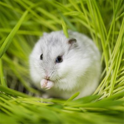 Show full view: Standlee PremiYum AppleYums Apple Small Animal Treats, 8-oz box slide 7 of 8