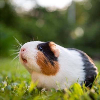 Show full view: Standlee PremiYum BananaYums Banana Small Animal Treats, 8-oz box slide 4 of 8