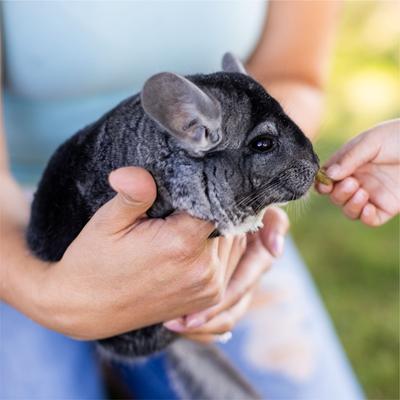 Show full view: Standlee PremiYum BananaYums Banana Small Animal Treats, 8-oz box slide 5 of 8