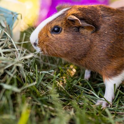 Show full view: Standlee PremiYum Western Orchard Hay Small Animal Food, 9-lb box slide 4 of 6