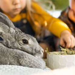 Standlee PremiYum Western Timothy Hay Small Animal Food, 9-lb box slide 2 of 8