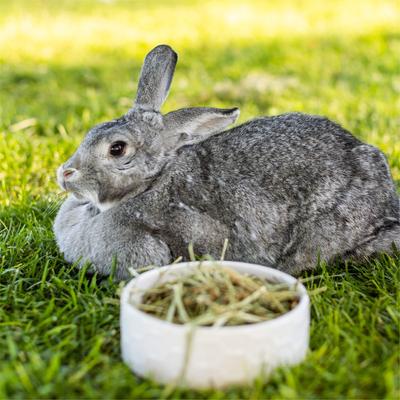 Show full view: Standlee PremiYum Western Timothy Hay Small Animal Food, 9-lb box slide 5 of 9