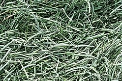 Standlee Timothy Grass Hand-Selected Small Animal Food, 18-oz bag slide 2 of 3