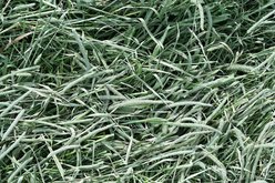 Standlee Timothy Grass Hand-Selected Small Animal Food, 48-oz bag slide 2 of 3